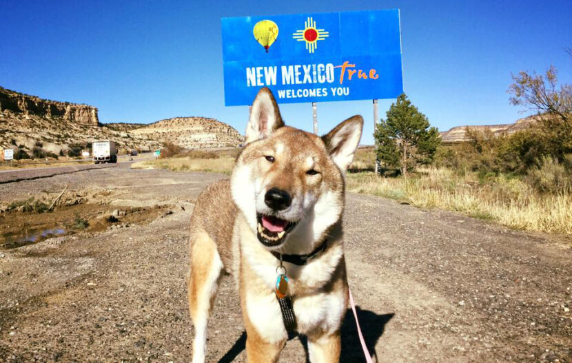 Massachusetts mayor takes his dying dog on epic road trip and we’re not crying, you are